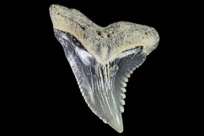 Hemipristis Shark Tooth Fossil - Virginia #96673